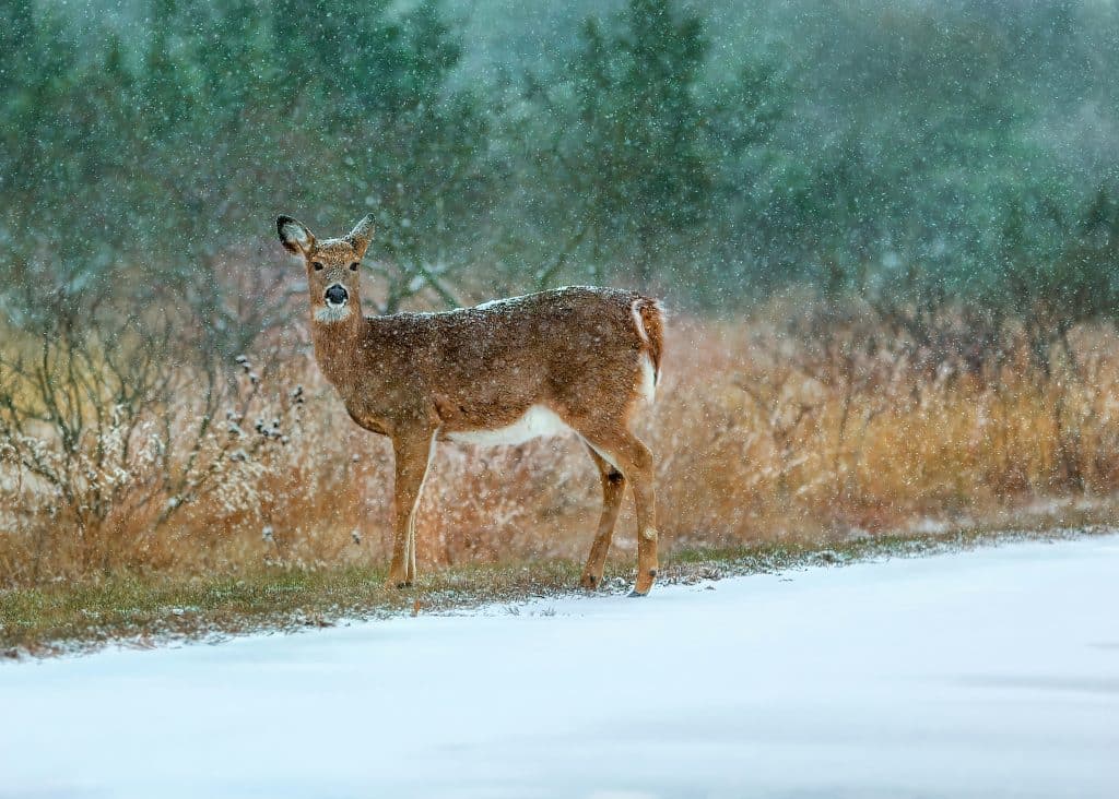 deer in a snowy field
