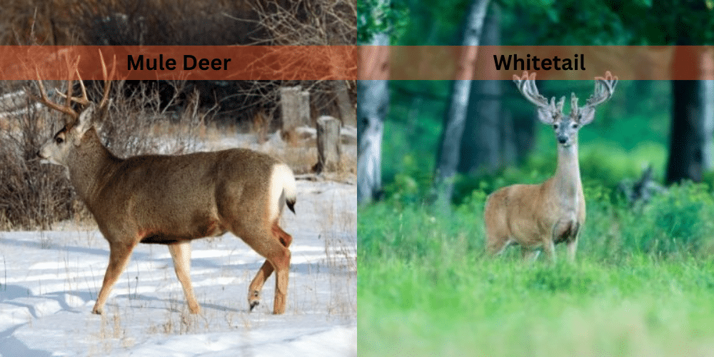 mule deer vs whitetail comparison