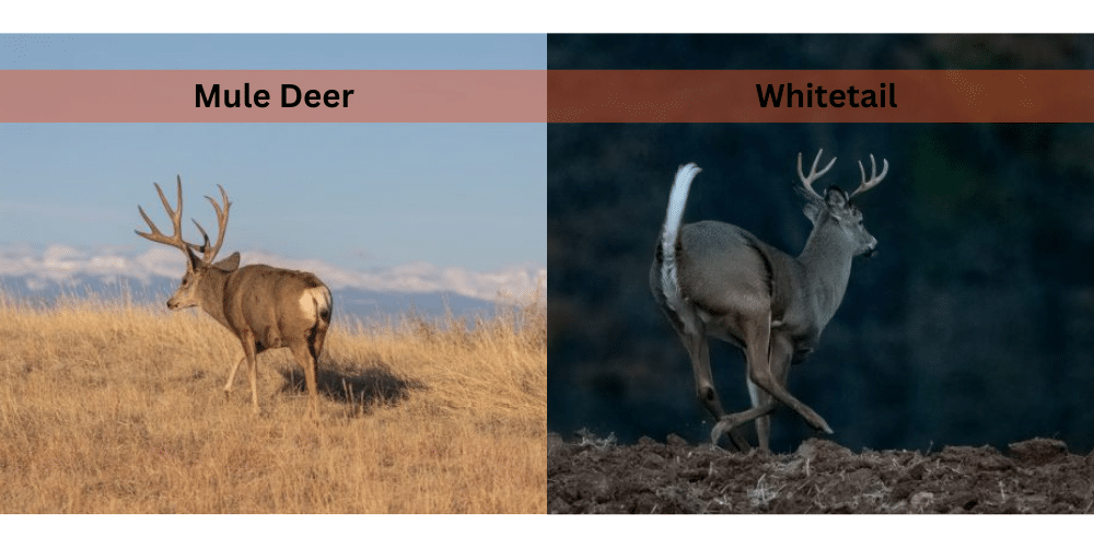 mule deer vs whitetail tail
