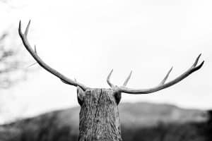 when do deer antlers start growing