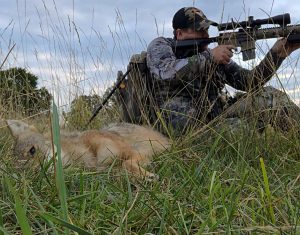 Coyote Hunting Tips and Tactics