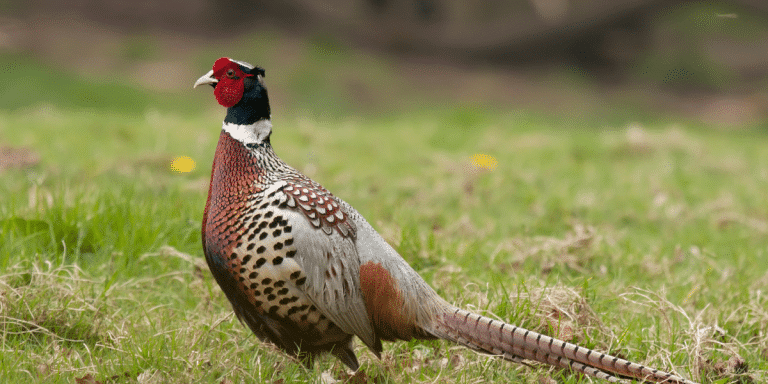 phesant hunting 3