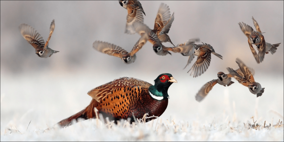 phesant hunting
