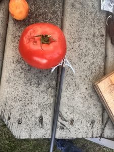 Tomato cut test