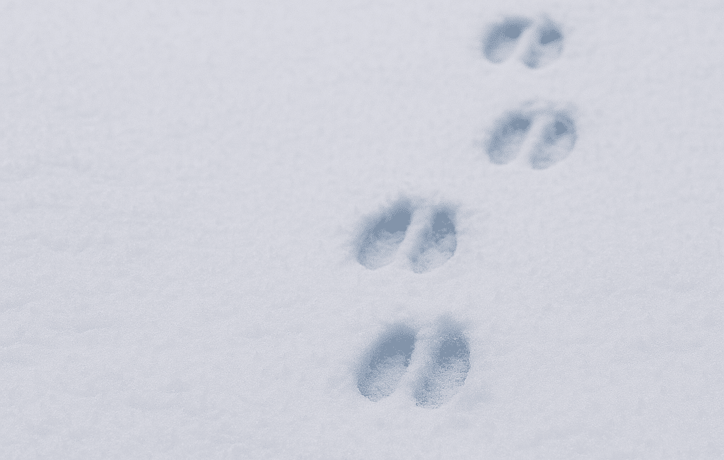 deer tracks in snow