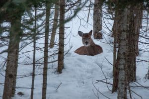 Deer in bedding position