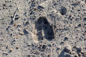 Deer track