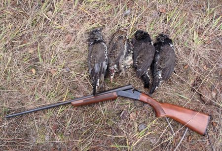 Spruce Grouse