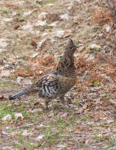 Ruffed Grouse