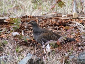 Spruce Grouse