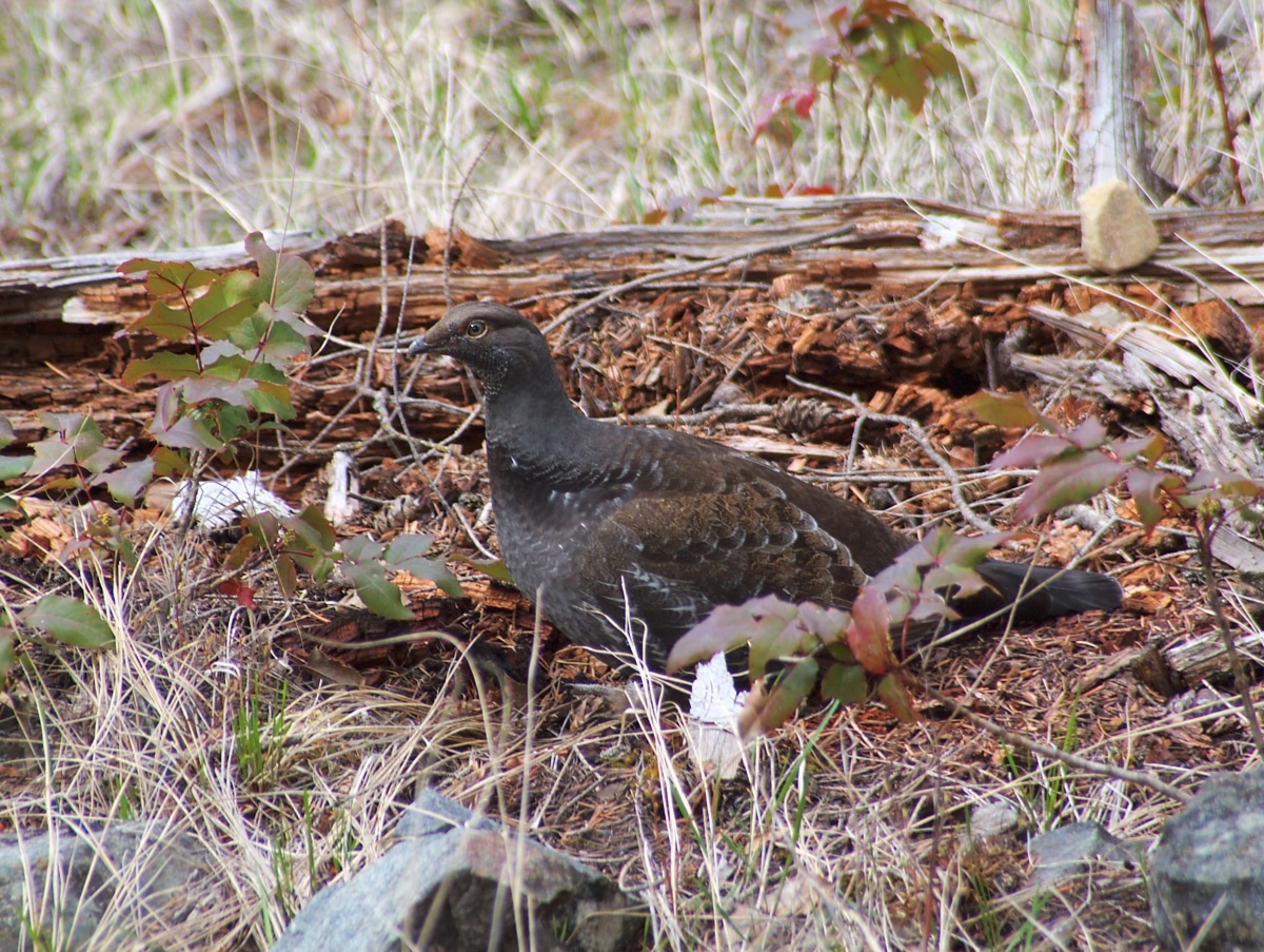 An Introduction to Grouse Hunting – Beginning the Right Way - North ...