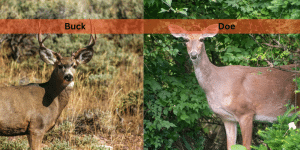 comparing buck vs doe
