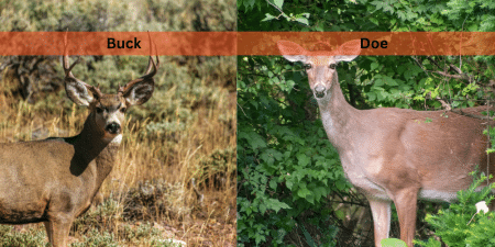 comparing buck vs doe