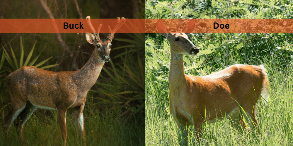 buck vs doe antlers