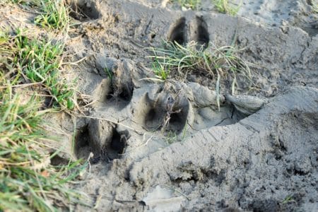 Deer tracks in the mud