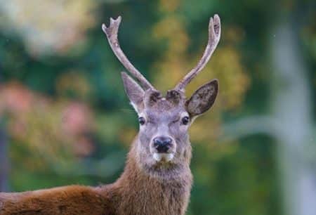 Feature - North American Deer Hunter