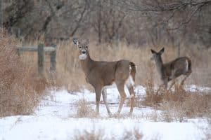 Two whitetail does