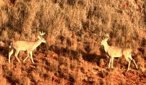 Two Oklahoma Whitetails