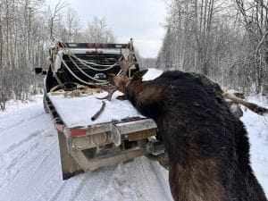 Fenson 1 - North American Deer Hunter Moose carcass on the back of a pickup truck in a snow-covered forest roadway; antlers rest on the tailgate with ropes draped around.