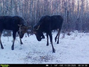 Fenson 11 - North American Deer Hunter Alberts bull moose