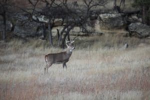Fenson-WT support images 2 - North American Deer Hunter South Dakota whitetail buck