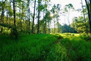 New trail created by a logging crew during a recent timber harvest