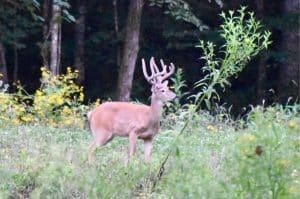 Velvet Buck in Early Successional after crop tree release project