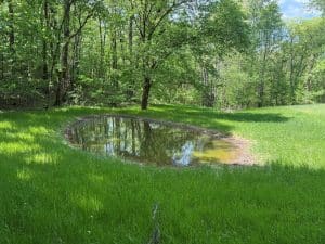 Small reflective pond in a sunlit meadow surrounded by green grass and a forest of trees.
