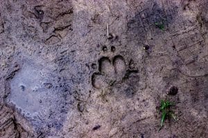 Dog paw print imprinted in muddy ground with a small puddle to the left and sparse green plants around.