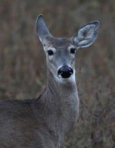 whitetail doe with ear cocked