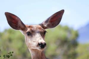 Whitetail doe