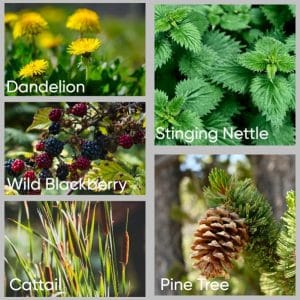 Collage of five plants with captions: Dandelion, Stinging Nettle, Wild Blackberry, Cattail, Pine Tree (plant photos)