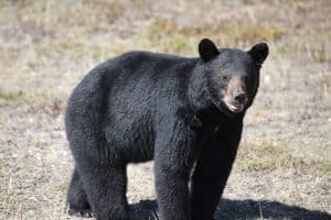 Black bear cruising.