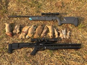 Umarex air guns and gophers