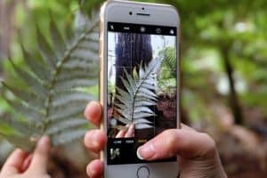Person holding a smartphone and framing a fern for a photo in a forest setting, close-up of the screen showing the fern being photographed.