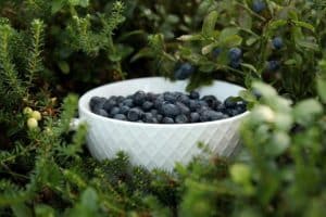 grapes - North American Deer Hunter White textured bowl overflowing with blueberries nestled among green garden foliage.