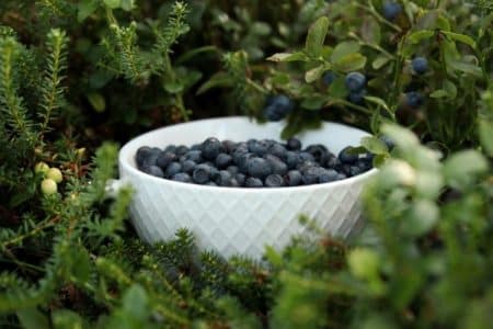 White textured bowl overflowing with blueberries nestled among green garden foliage.