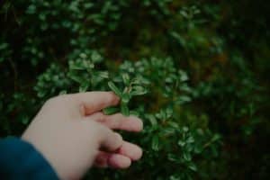 Close-up of a hand touching a small green-leaved plant in a garden setting.