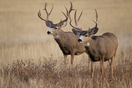Two elk standing in a grassy field, facing forward, with large antlers visible in a pale beige landscape.