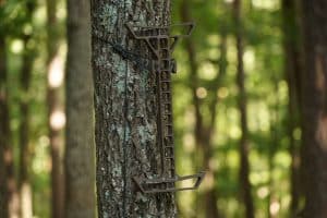 Close-up of a brown metal tree-climbing ladder strapped to a tree in a forest, with rope securing it.