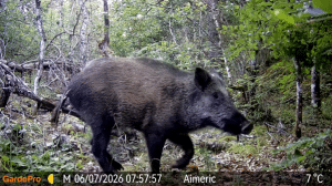 Picture4 - North American Deer Hunter Wild boar walking through a forest with green undergrowth and trees in the background.