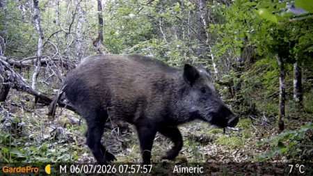 Wild boar walking through a forest with green undergrowth and trees in the background.