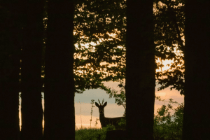 Silhouette of a deer with antlers standing in a forest at sunset.