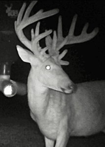 giant kentucky buck on trail camera