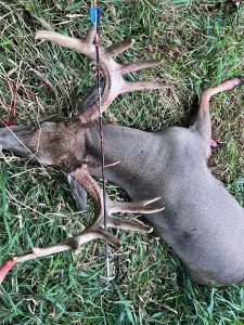 Deer carcass with large antlers lying on grass, an arrow lodged in its side.