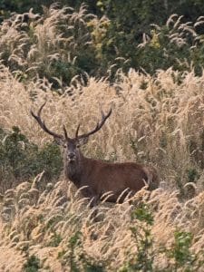 Young red stag in Slovakia
