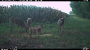 Three deer standing in a grassy clearing beside a cornfield, with trees on the right; timestamp and camera branding visible.