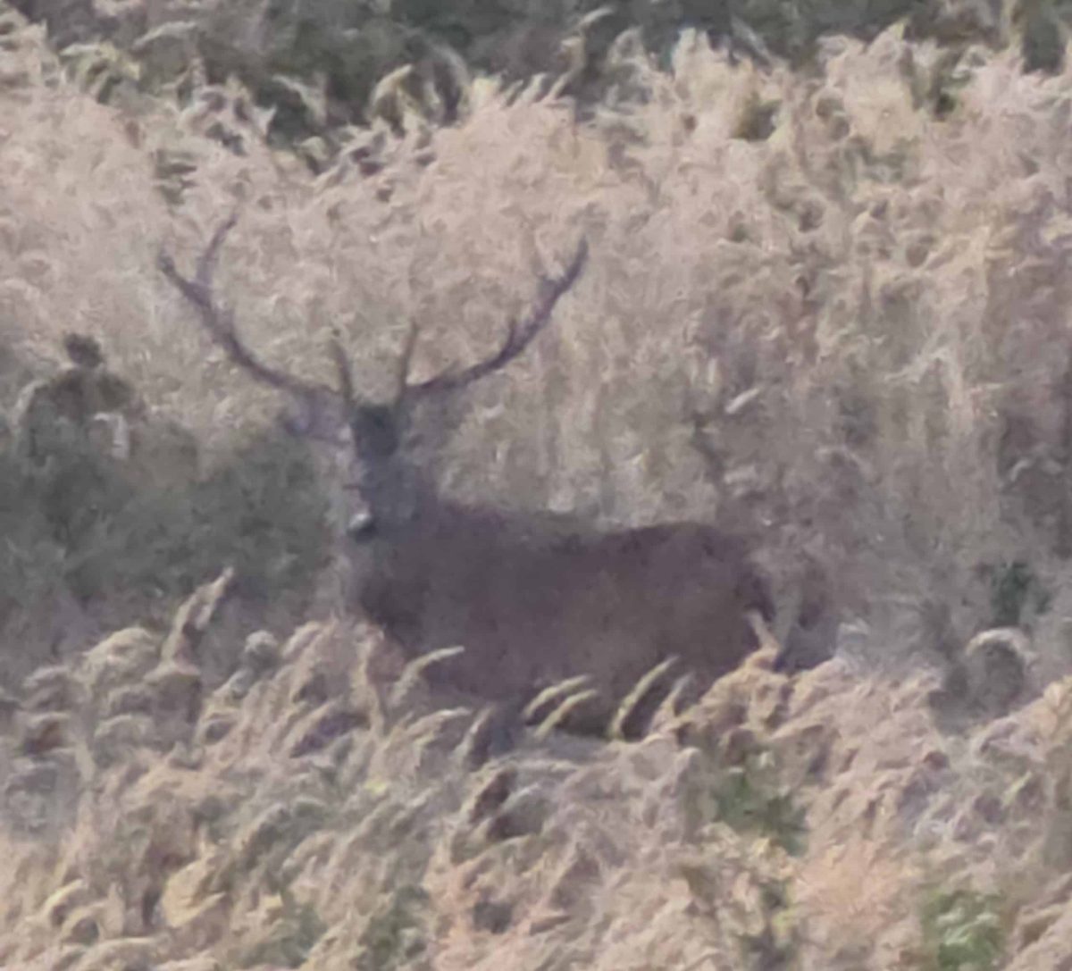 A young bull Red Stag