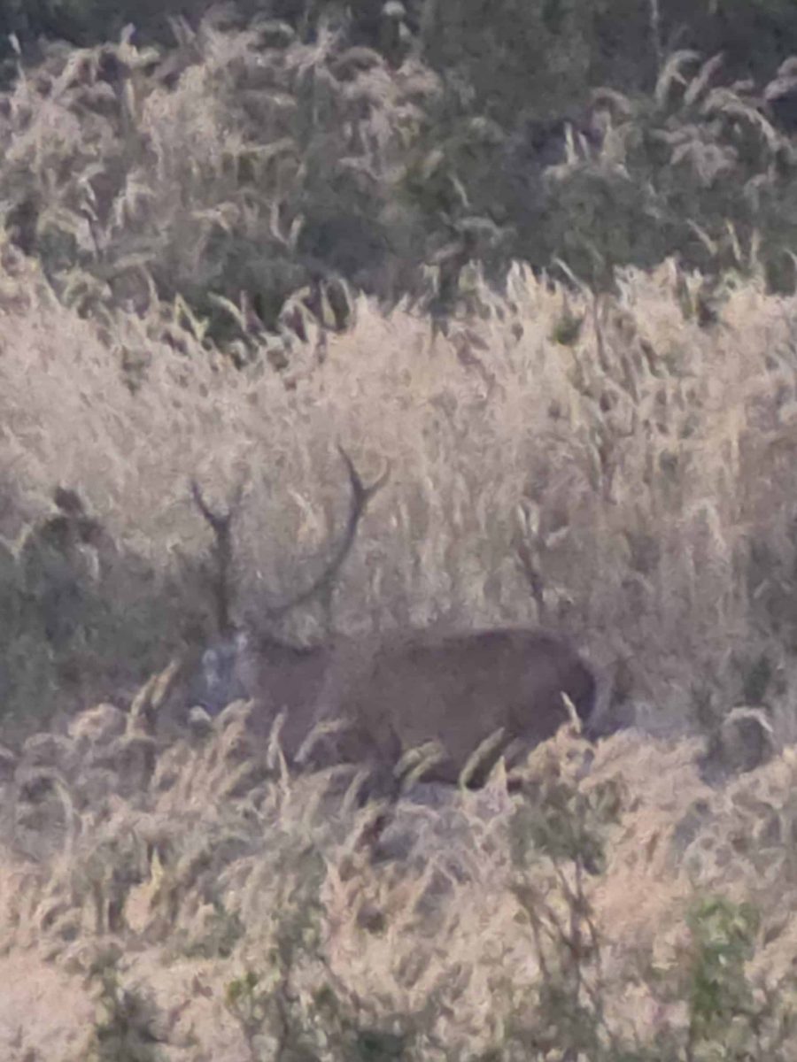 A young bull Red Stag