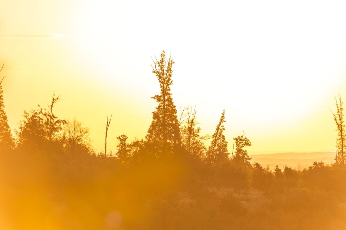 Red Stag hunt afternoon sun